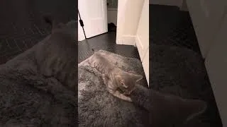 Thumbnail: My cat eating a rug for 3 minutes 