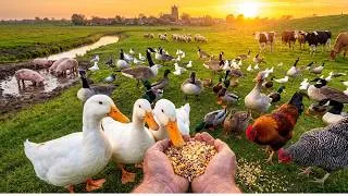 Thumbnail: Amazing Mixed Farming: Feeding Ducks, Pigs, Cows & Chickens Together!