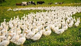Thumbnail: Natural Duck Farming: Massive Flock Eating Grass | হাঁস পালন