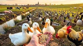 Thumbnail: Hand Feeding My Farm Animals | गांव का जीवन | হাঁস ও মুরগি পালন