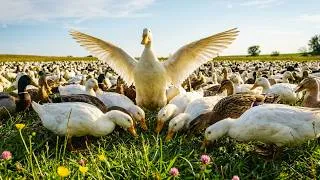 Thumbnail: Thousands of Ducks Foraging on Green Grass | Natural Farm