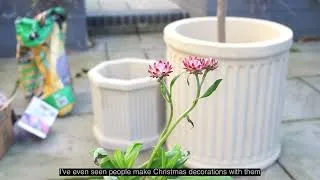 Thumbnail: Planting Spring Bulbs in my Cottage Garden | Slow Living Vlog