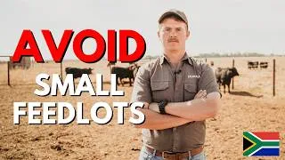 Thumbnail: AVOID a Small Cattle Feedlot until you watch this.