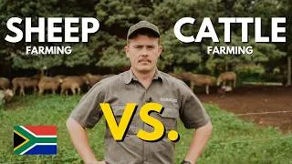 Thumbnail: Sheep vs Cattle Farming in South Africa (Beginner’s Guide)
