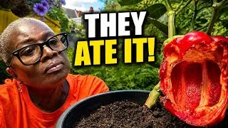 Thumbnail: Something Ate My Ripe Peppers! Here’s How I’m SAVING the Rest