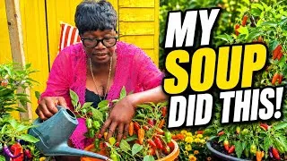 Thumbnail: My Peppers Went Crazy! 🌶️ How I Feed Them for a Bigger Harvest