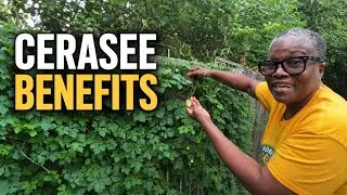 Thumbnail: Why Jamaicans Love CERASEE 🌿 | Growing, Harvesting & Traditional Uses