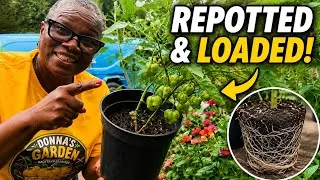 Thumbnail: I Moved These Struggling Pepper Plants — Look What Happened!