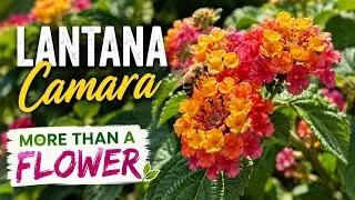 Thumbnail: Lantana Camara: More Than a Beautiful Flower | Traditional Uses & Garden Benefits