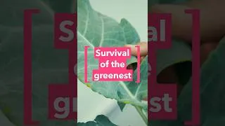 Thumbnail: How do you prepare plants for climate change?