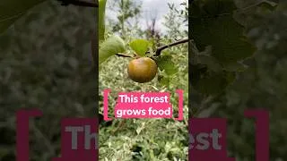 Thumbnail: This forest grows food