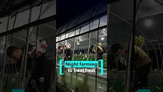 Thumbnail: Night farming to beat heat