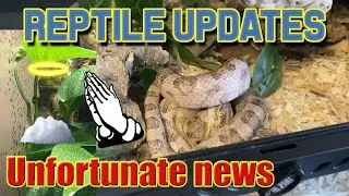 Thumbnail: Reptile Updates | Snakes, Turtle, Gecko (R.I.P) | Where I've Been
