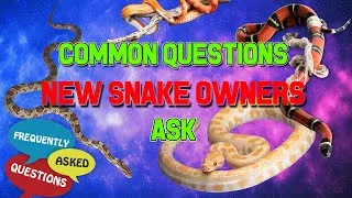 Thumbnail: Common Questions Beginner Snake Keepers Ask