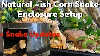 Thumbnail: Naturalistic Corn Snake Enclosure Setup | Ideas & Snake Updates