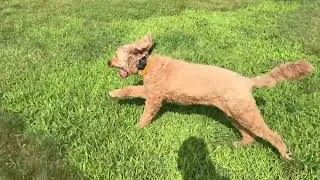 Thumbnail: Hallie at home | 6 weeks after training