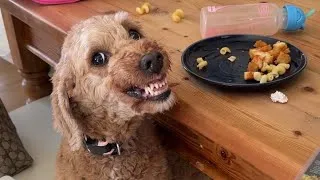 Thumbnail: Death Sentence Denied : Balanced Training Saves Lives | Resource Guarding Goldendoodle