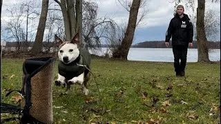 Thumbnail: Severe Reactivity Case | Rescue Dog Rehab | My Most Challenging Dog So Far
