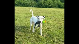 Thumbnail: Full Shut Down Dog Case Progression