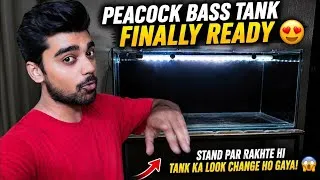 Thumbnail: Peacock Bass Tank Finally Ready | Stand Par Rakhte Hi Tank Ka Look Change Ho Gaya! 😱