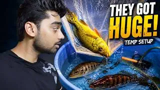 Thumbnail: Transferring My Peacock Bass to a Temporary Setup… They Got HUGE!