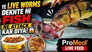 Thumbnail: 🐛 Ye Live Worms Dekhte Hi Fish Ne Attack Kar Diya! 😳 | ProMeal Live Feed