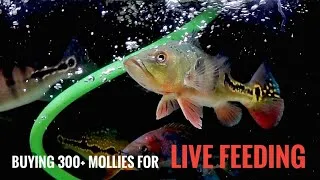 Thumbnail: 300+ Mollies for My Hungry Peacock Bass 😱 Live Feeding Frenzy!