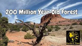 Thumbnail: This Utah Desert Was Once a 200 Million-Year-Old Forest