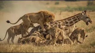 Thumbnail: Lion Hunt - The Fall of a Giant Giraffe | Extreme Wildlife Documentary