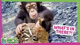Thumbnail: What Is This Chimp Doing With That Stick? | Earth Rangers