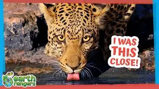Thumbnail: Everything Is Going Wrong For This Leopard! | Earth Rangers