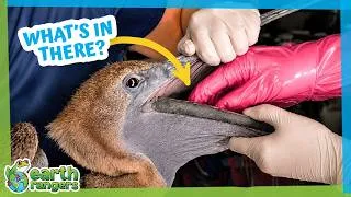 Thumbnail: Vet Put Her Hand Down This Pelican’s Throat…But Why? | Earth Rangers