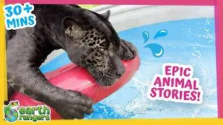 Thumbnail: Jaguars, Crocodiles, Whales + More | 30min+ of Amazing Animal Stories | Earth Rangers