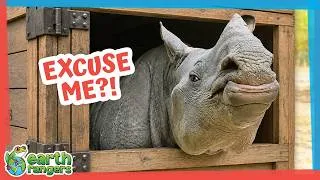 Thumbnail: They Put a Rhino in a Box! | Earth Rangers