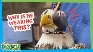 Thumbnail: This Eagle Couldn’t Fly So Why Did Rescuers Cover His Eyes? | Earth Rangers