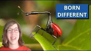 Thumbnail: This Beetle Grew A Giraffe’s Neck