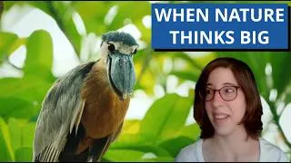 Thumbnail: The Boat-Billed Heron: Where Everything Is Oversized
