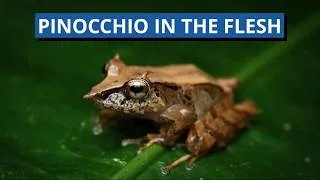 Thumbnail: Pinocchio Frogs Seem Straight Out Of A Fairy Tale