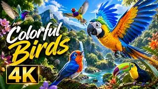 Thumbnail: Colorful Birds 4K   Rare Birds & Wildlife in Forest with Relaxing Nature Sounds