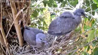 Thumbnail: 2 Spotted Dove Eggs, Hatching To Flying Of Nest.