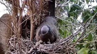 Thumbnail: Dove Love Is Always There Spotted Dove Nest.
