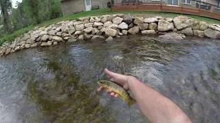 Thumbnail: Fly fishing Falls river Estes Park Colorado, Rocky Mountain National Park Adventure.
