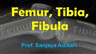 Thumbnail: Femur, Tibia & Fibula