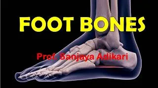 Thumbnail: Bones of the Foot