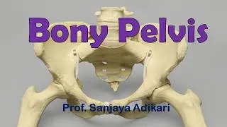 Thumbnail: Bony pelvis