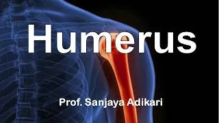Thumbnail: Humerus