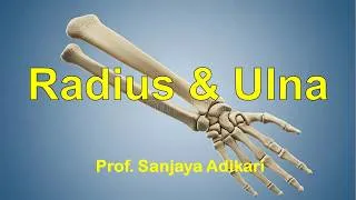 Thumbnail: Radius & Ulna