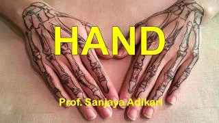 Thumbnail: Bones and Joints of the Hand
