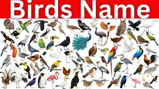 Thumbnail: Do You Know the English Names for These Birds? 🦉🦆🦜🦅#birds