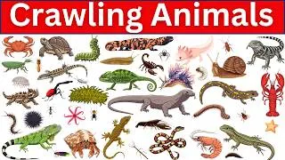 Thumbnail: Can You Name These 50+ Crawling Animals in English? 🦎🐛🐍